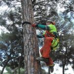 DTA desarrolla el único equipo de seguridad aprobado a nivel mundial para la poda de pino en altura_x000D_
