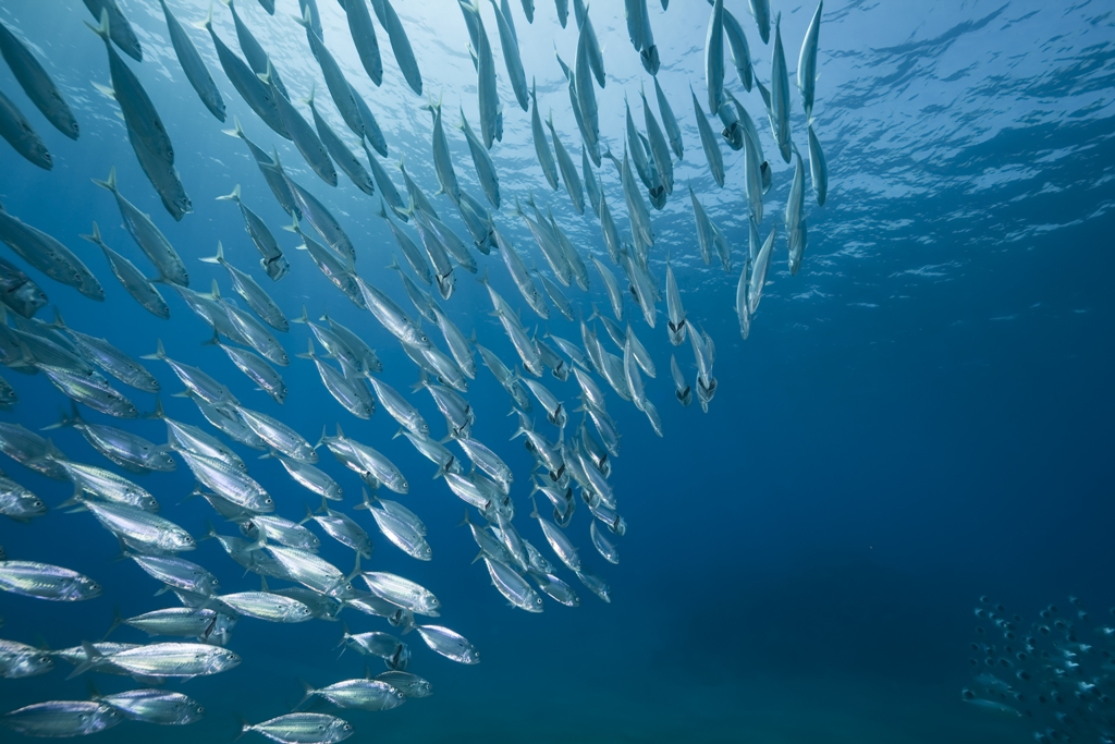 Política pesquera común de la UE: pesca sostenible para 2021 -  Confederación de Empresarios de Andalucía